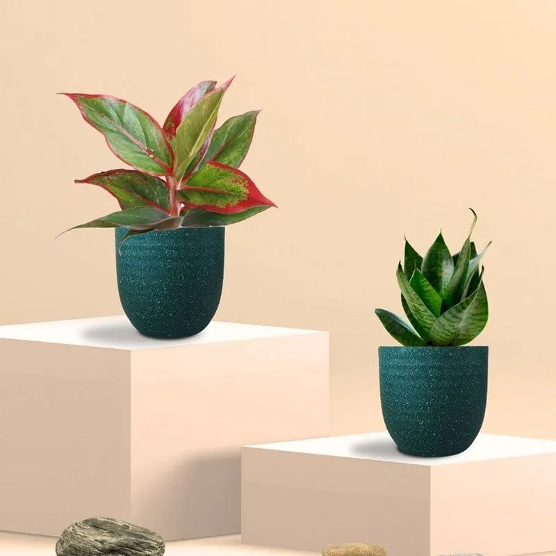 Greenkin Aglaonema Lipstick & Snake Live Plants (Green) - Set Of Two media 3