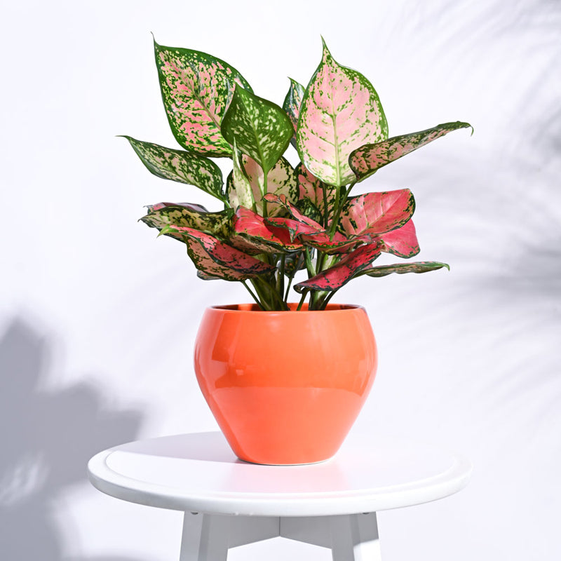 Ugaoo Apple Orange Ceramic Pot- Medium media 3