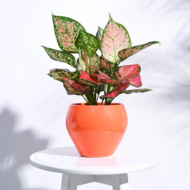 Ugaoo Apple Orange Ceramic Pot- Medium media 3