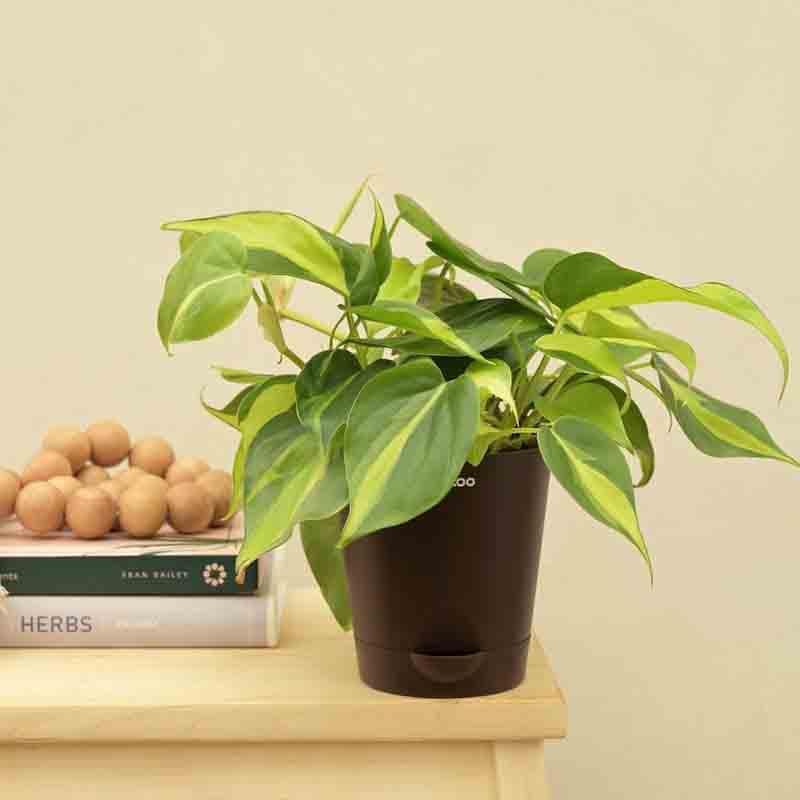 Ugaoo Philodendron Brasil Plant media 4