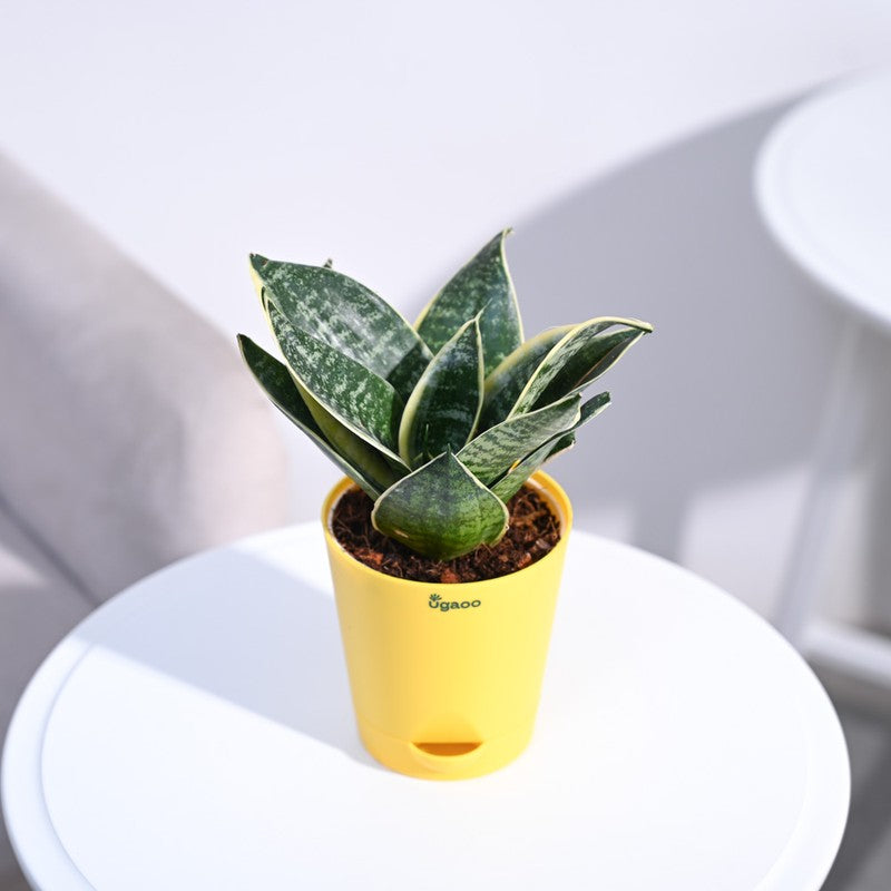 Ugaoo Snake Plant - Golden Hahnii media 6