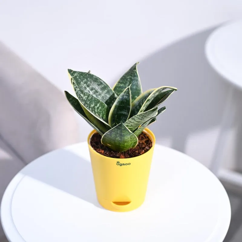 Ugaoo Snake Plant - Golden Hahnii media 6