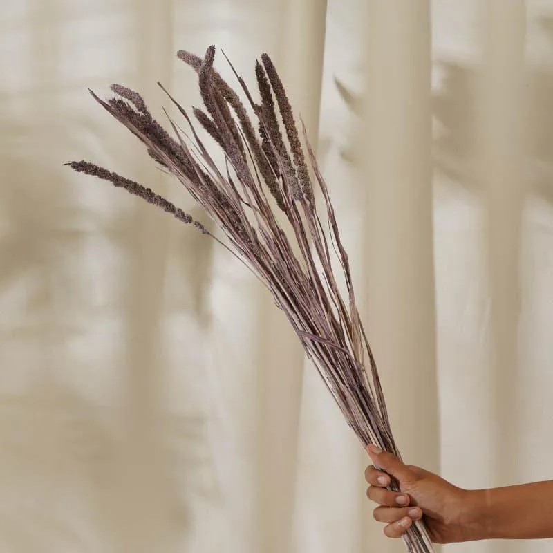 (Purple) Dried Millet Grass Stems (2.3 ft) - Set Of Twenty Stems media 4
