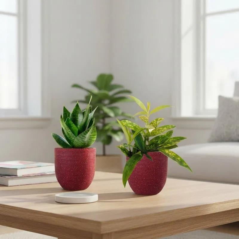 Greenkin Bamboo & Snake Live Plants (Red) - Set Of Two media 1