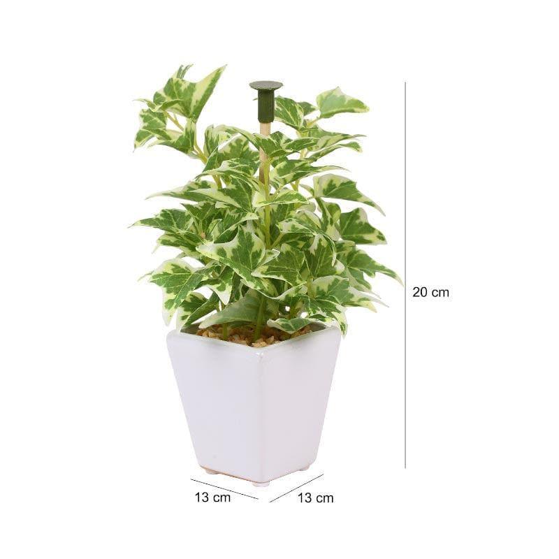 Wandering Jew Faux Bonsai (20 cms) - Light Green media 4