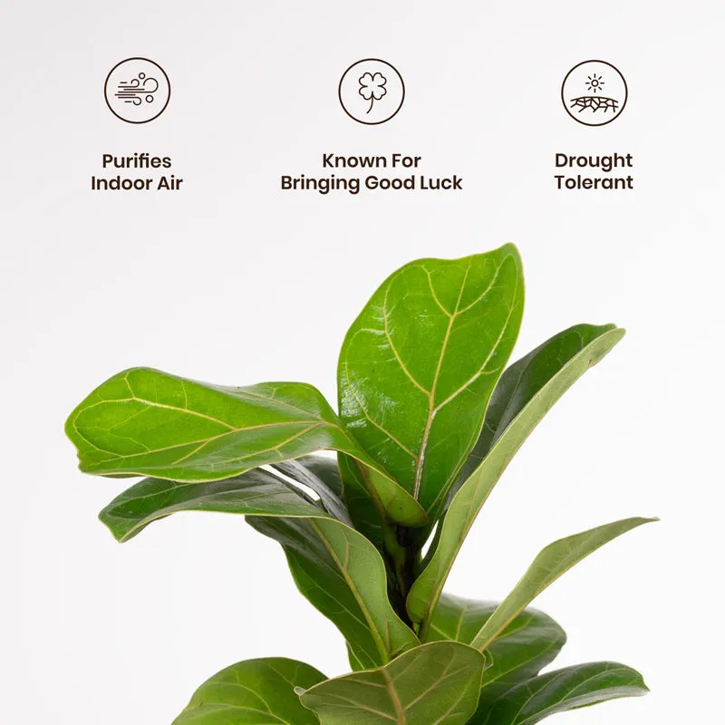 Kyari Fiddle Fig Plant With Metal Self Watering Pot - Blue media 3