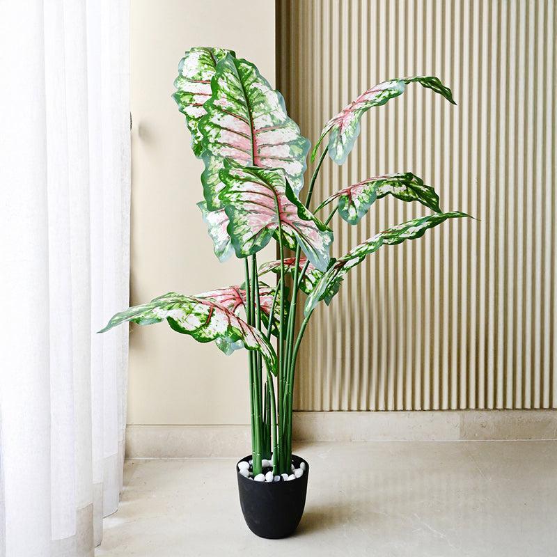 Calatrop Artificial Tropical Caladium With Basic Black Plastic Pot - 150 cm (5 ft) media 7