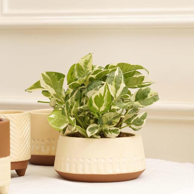 Elegant Beige Terracotta Planter Pot media 3