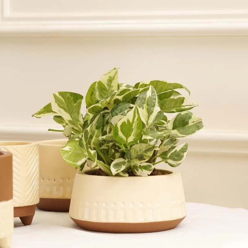 Elegant Beige Terracotta Planter Pot media 3