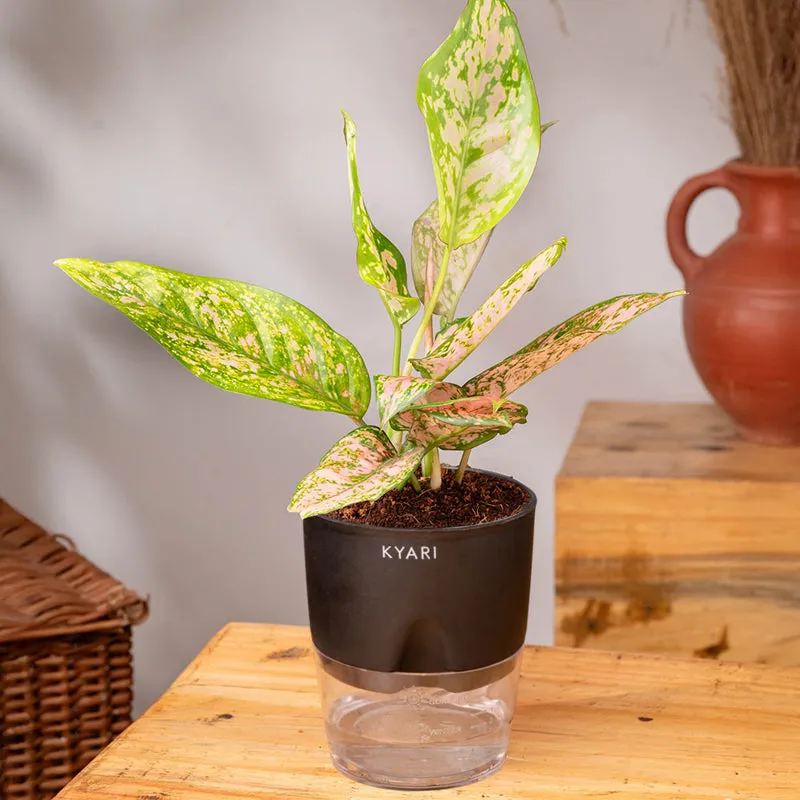 Kyari Agalonema Snow Plant With Self Watering Pot (Black) - 18 cm media 6