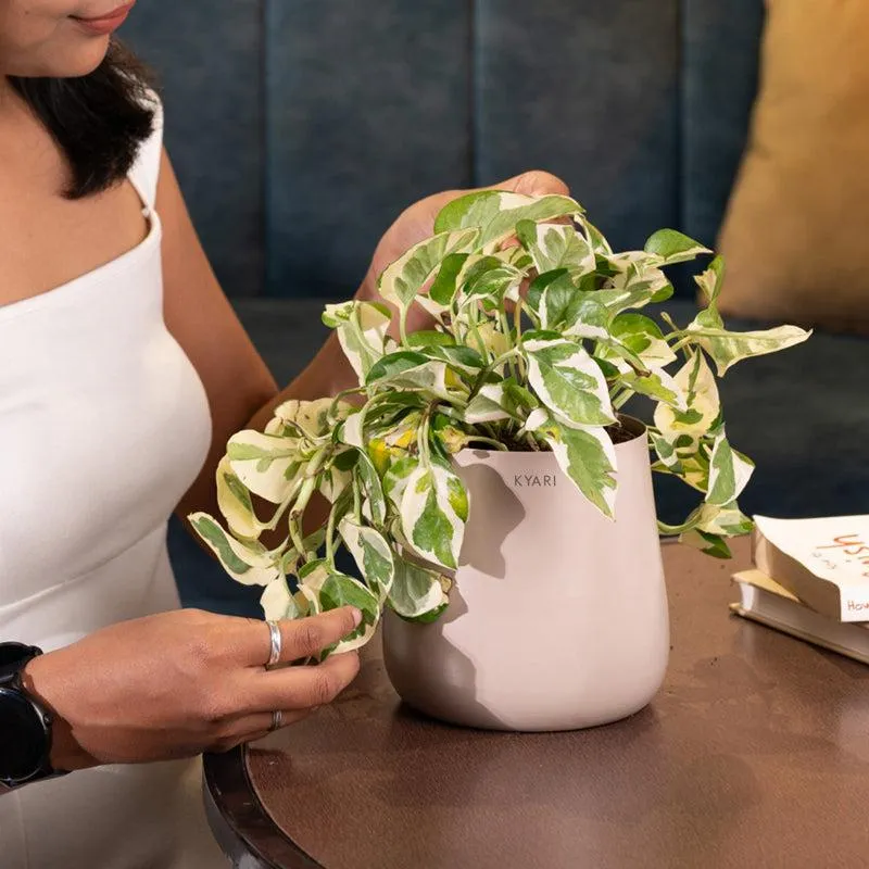 Kyari Money Plant With Metal Self Watering Pot - Beige media 4