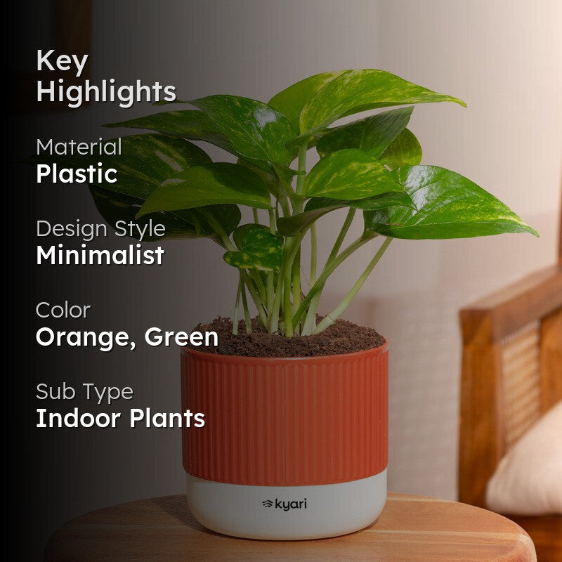 Kyari Variegated Money Plant with Self Watering Pot media 2