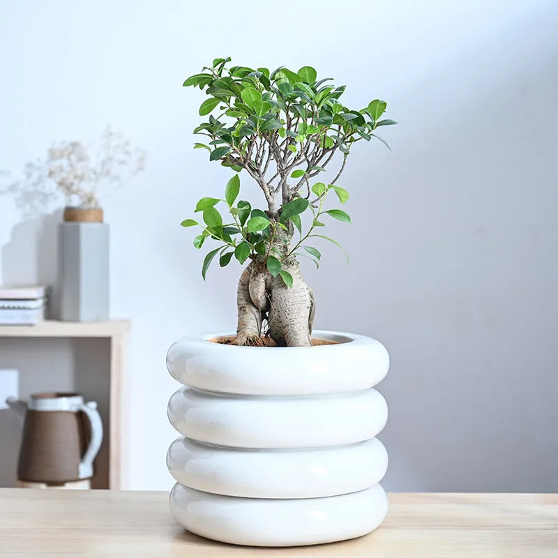 Ugaoo Ceramicurve Four Layer Ceramic Planter - White media 2