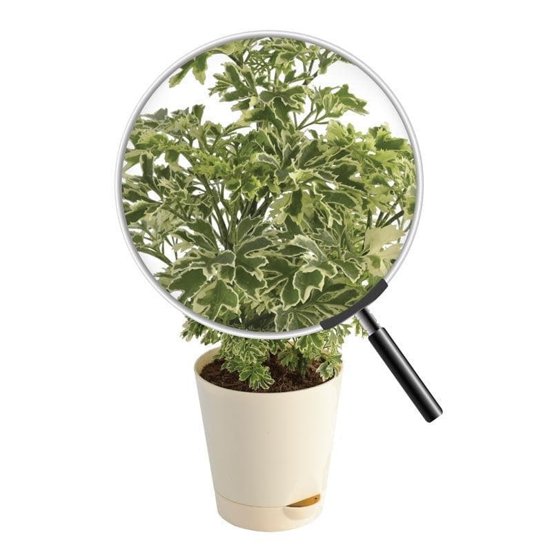 Ugaoo Aralia Variegated Mini Plant media 4