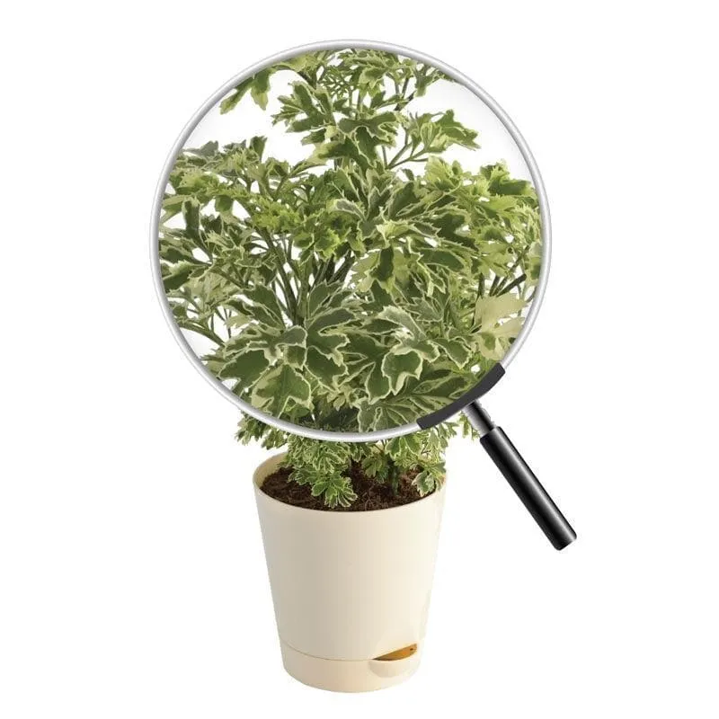 Ugaoo Aralia Variegated Mini Plant media 4