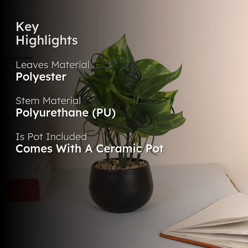 Lucky Artificial Money Plants With Pot - Dark Green media 2