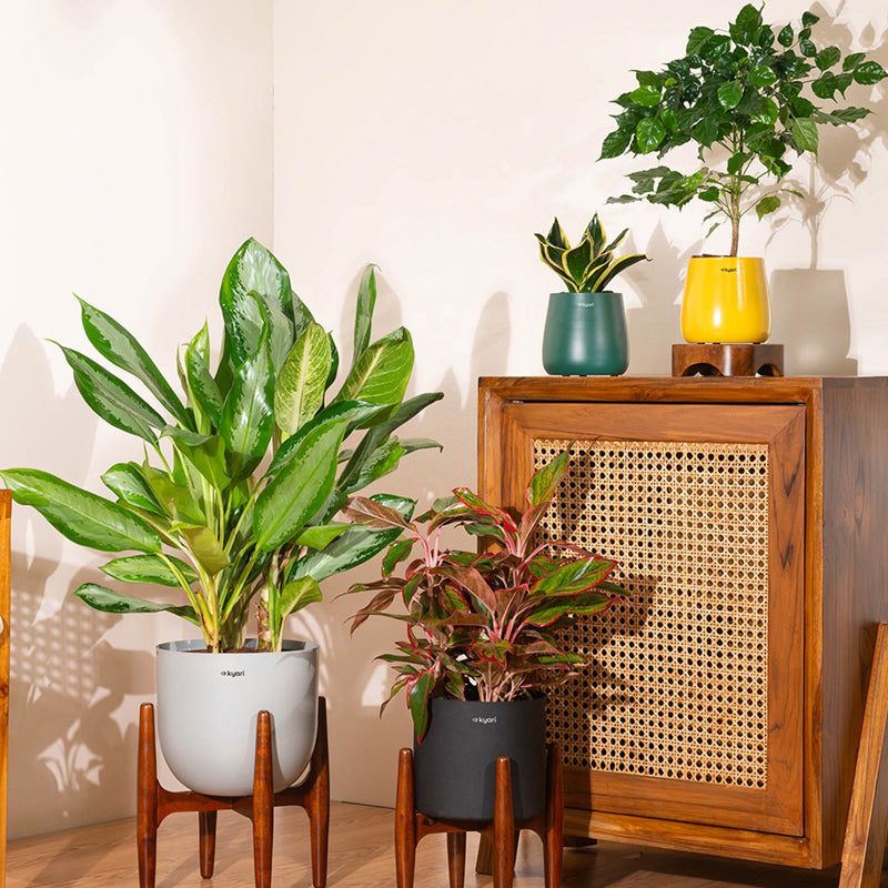 Kyari Aglonema Lipstick Plant With Metal Self Watering Pot (Yellow) media 3