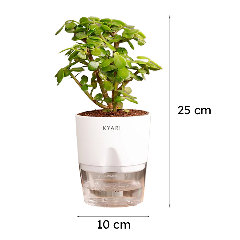 Kyari Lucky Jade Plant With Self Watering Pot - White media 7