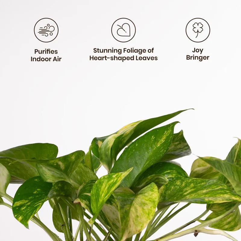 Kyari Money Plant Variegated With Self Watering Pot - Blue media 3