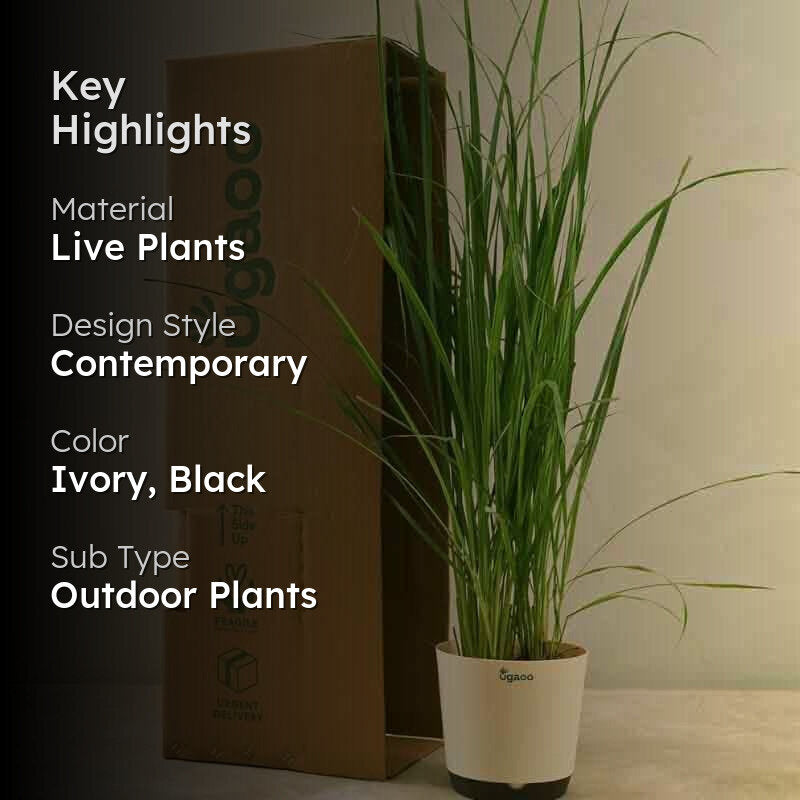 Ugaoo Lemon Grass Plant media 2
