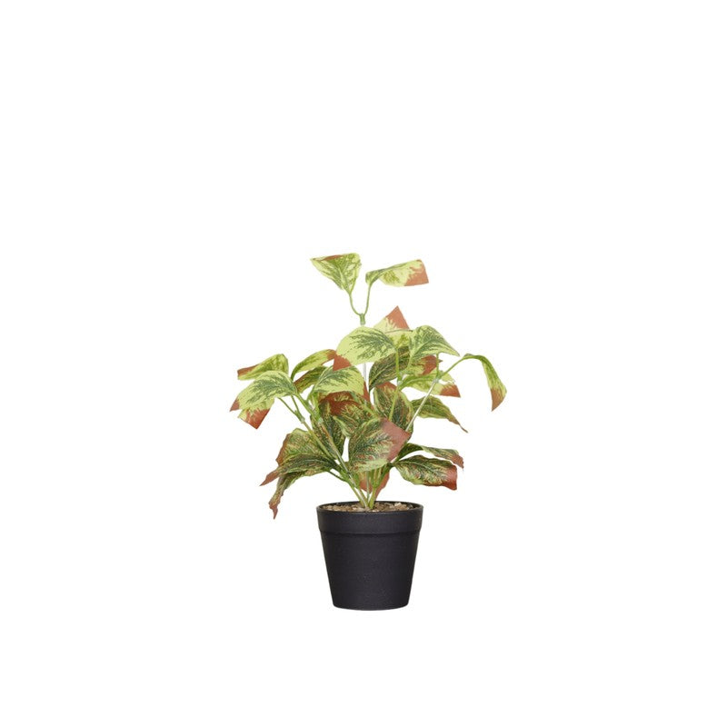 Artificial Aglaonema Star Plant With Black Fiber Pot (Light Pink) - 0.9 Feet media 4