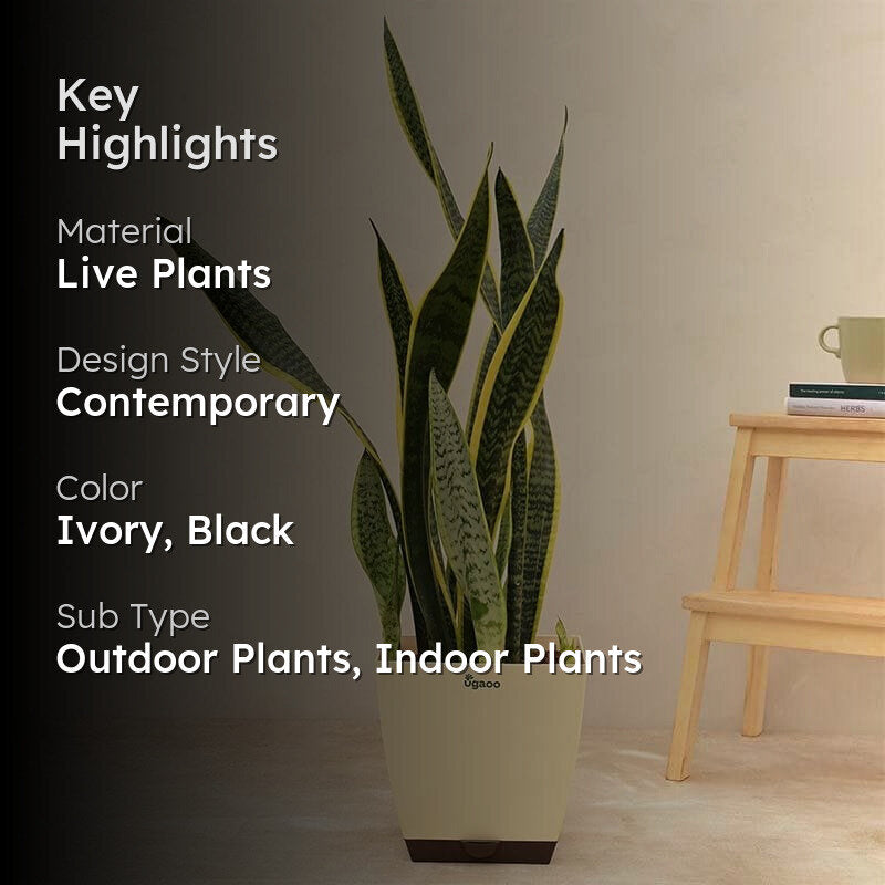Ugaoo Sansevieria Laurentii Plant - XL media 2