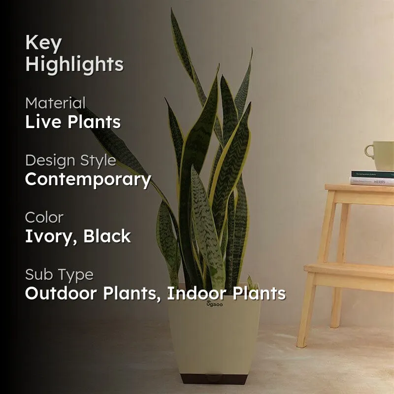 Ugaoo Sansevieria Laurentii Plant - XL media 2