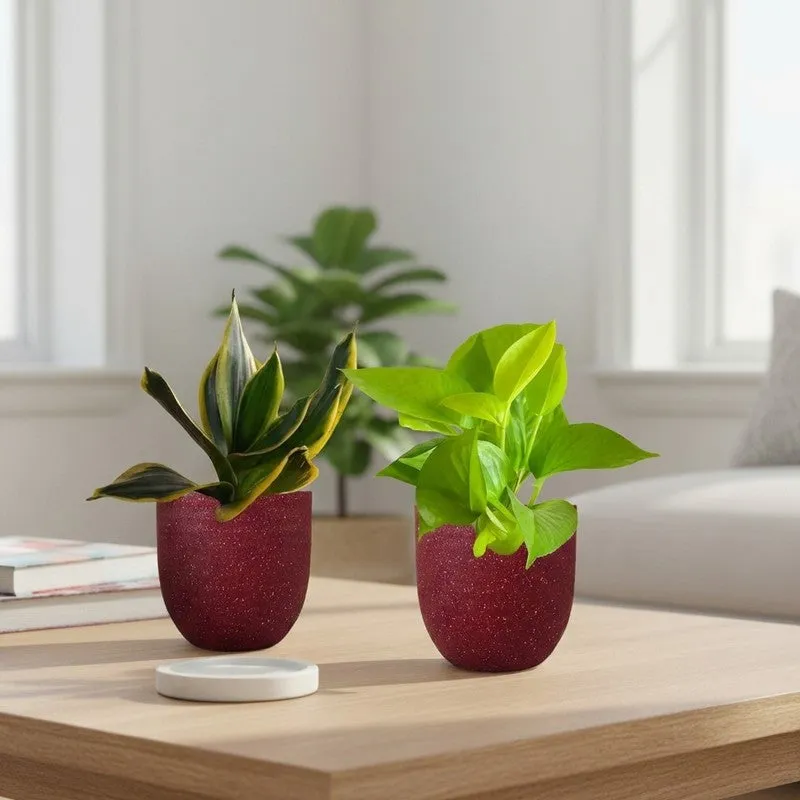 Greenkin Money Plant Golden & Golden Snake Live Plants (Red) - Set Of Two media 1