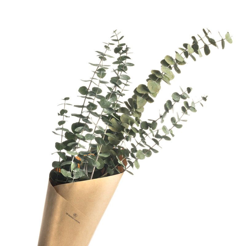 Dried Eucalyptus Stem - Set Of Five media 6