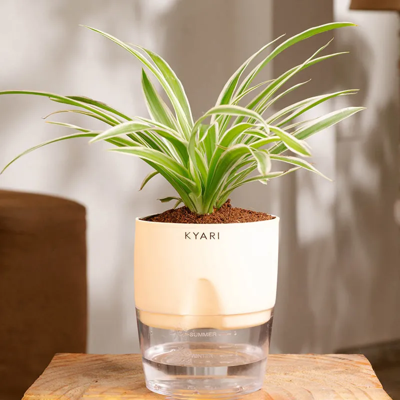 Kyari Spider Plant With Self Watering Pot (Cream) - 18 cm media 1