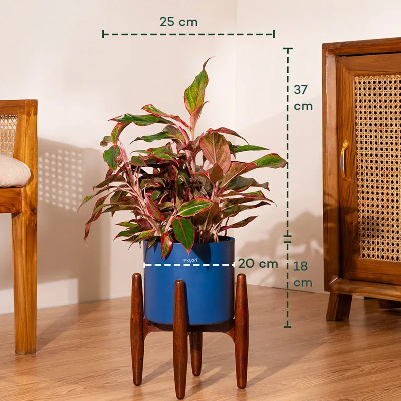 Kyari Agalonema Lipstick Plant With Metal Self Watering Pot (Blue) - 1. 6 Feet media 5