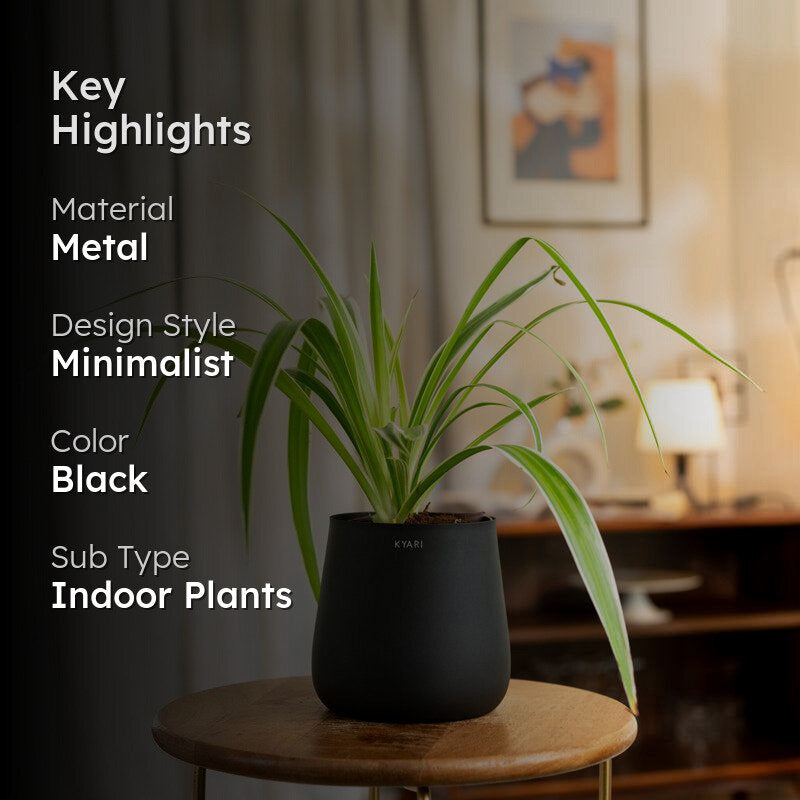 Kyari Spider Plant With Metal Self Watering Pot - Black media 2