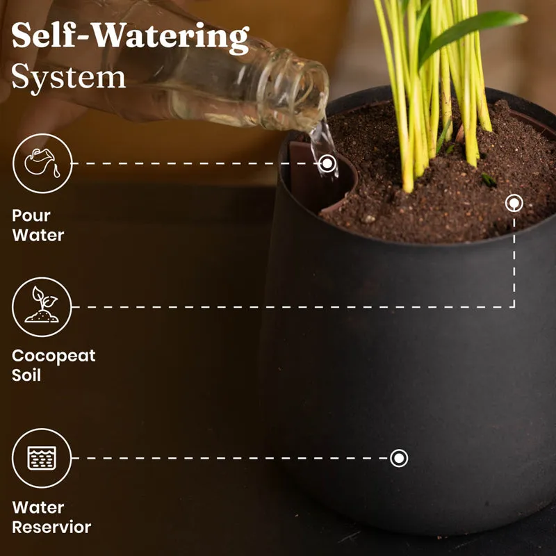 Kyari Golden Pothos With Metal Self Watering Pot (Jet Black) - 1 Foot media 7