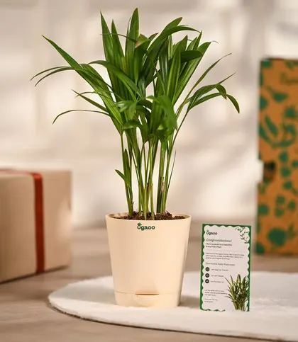 Live Plants