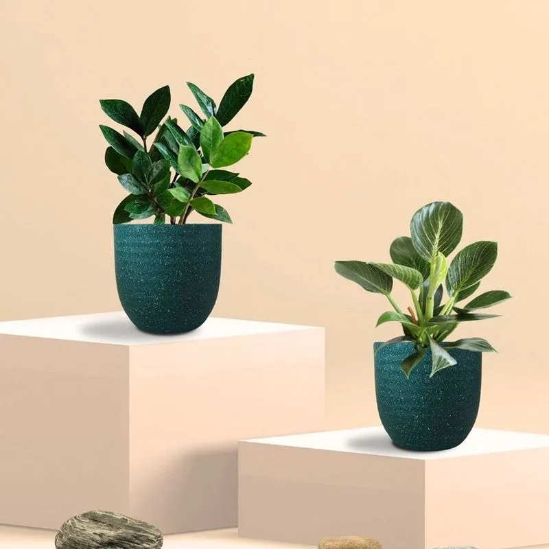 Greenkin ZZ & Birkin Live Plants (Green) - Set Of Two media 3