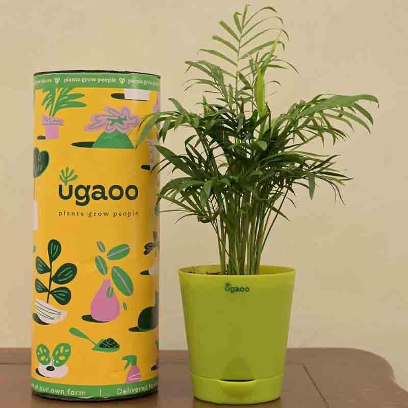 Ugaoo Bamboo Palm Plant media 5