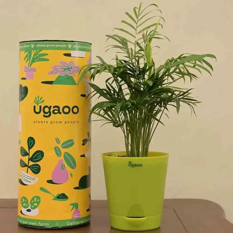 Ugaoo Bamboo Palm Plant media 5