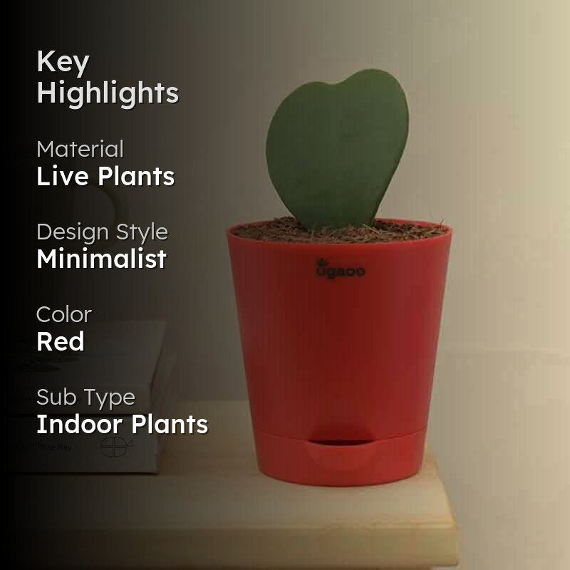 Ugaoo Heart Hoya Plant media 2