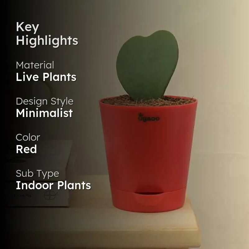 Ugaoo Heart Hoya Plant media 2