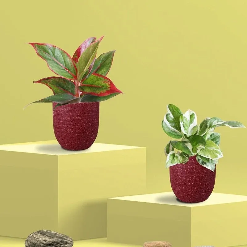 Greenkin Aglaonema Lipstick & Njoy Live Plants (Red) - Set Of Two media 3