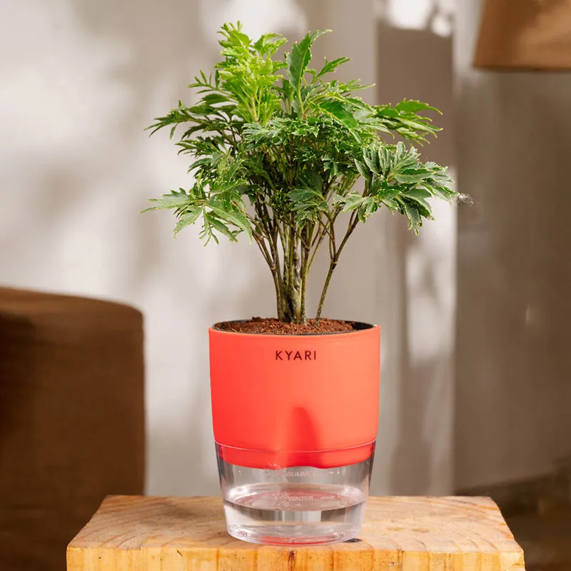 Kyari Aralia Green Plant With Self Watering Pot - Red media 1