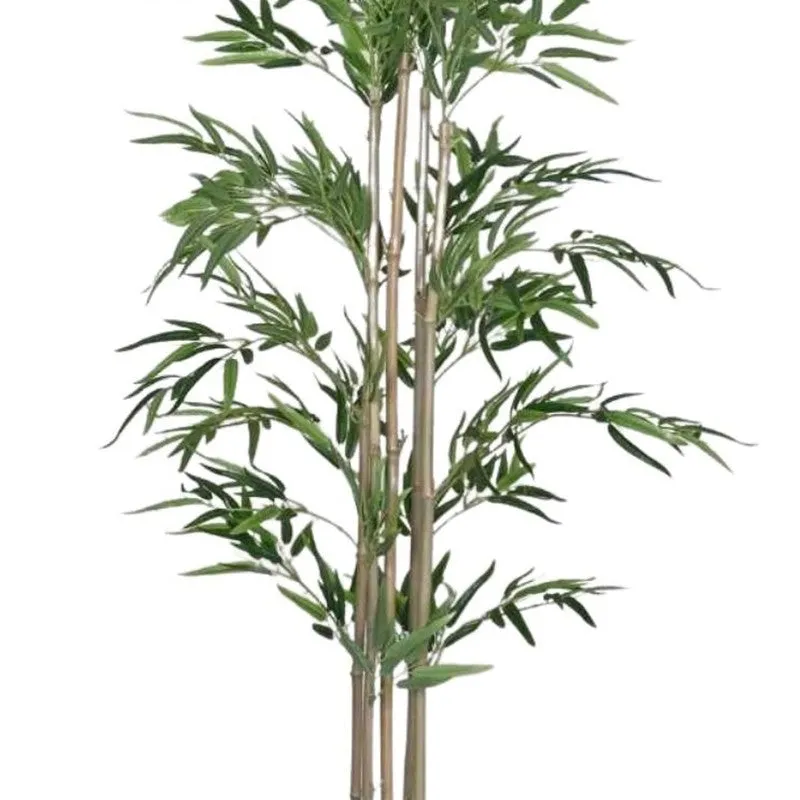 Greenea Evergreen Bamboo Plant With Black Fiber Pot - 4.9 Feet media 6