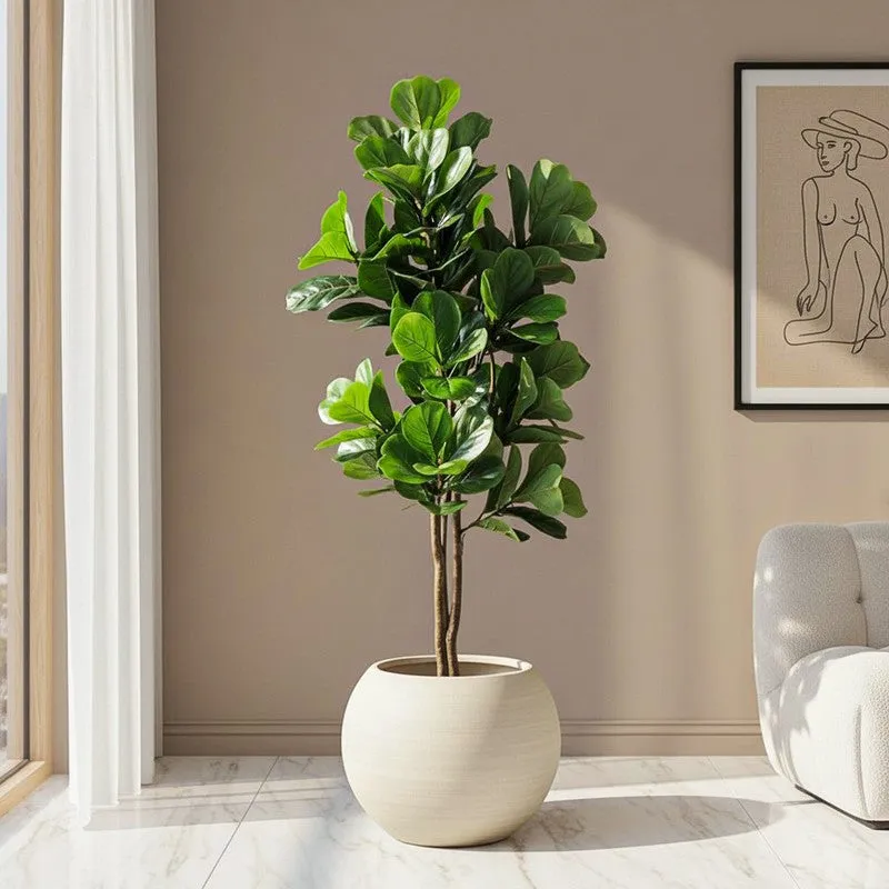 Verdelle Fiddle Fig Plant With Black Plastic Pot - 4.9 ft media 1