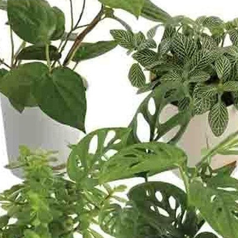 Ugaoo Indoor Plant Bundle: Fittonia, Crassula Mini, Philodendron Broken Heart, Betel Leaf media 5
