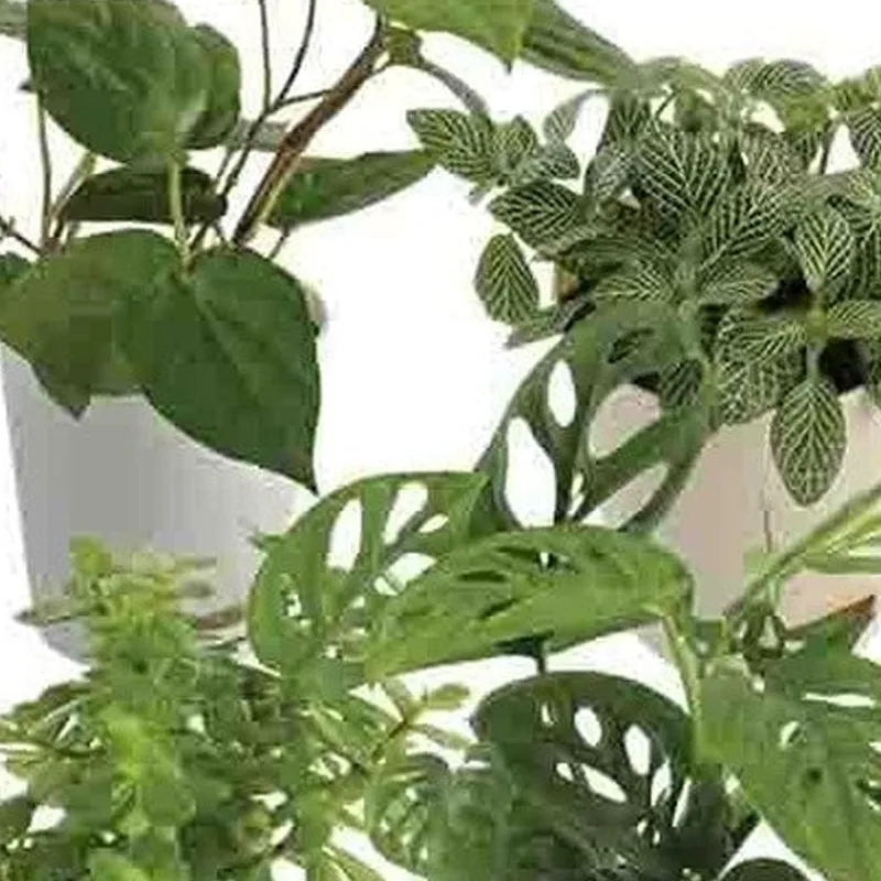 Ugaoo Indoor Plant Bundle: Fittonia, Crassula Mini, Philodendron Broken Heart, Betel Leaf media 5