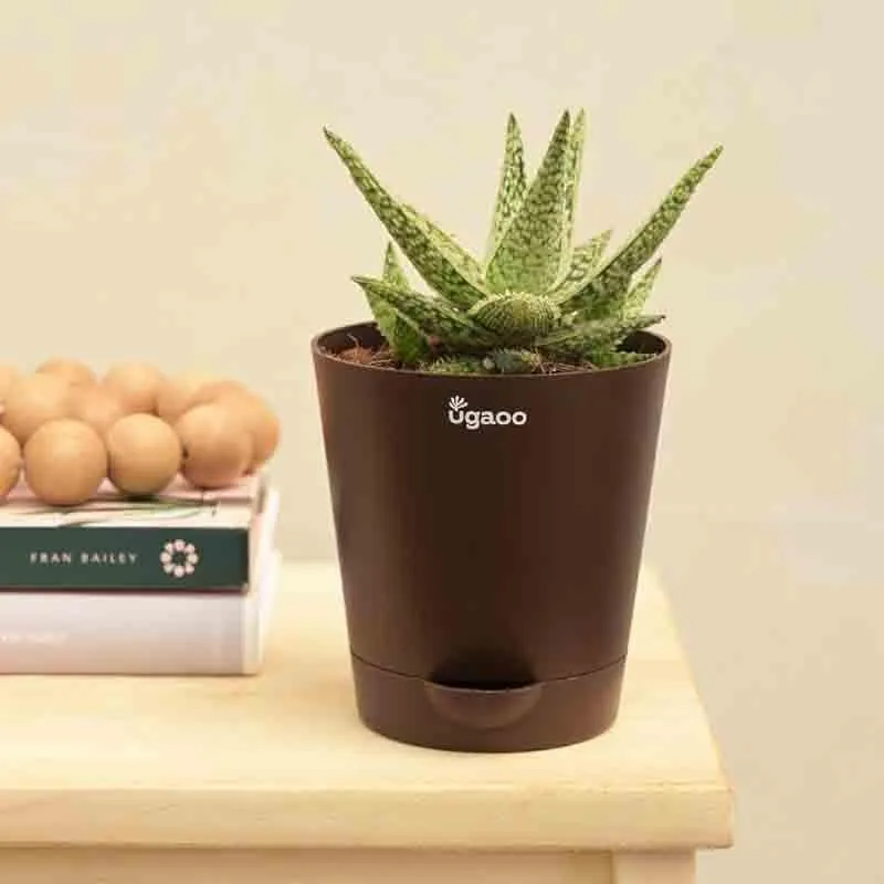 Ugaoo Aloe Blizzard Plant media 3