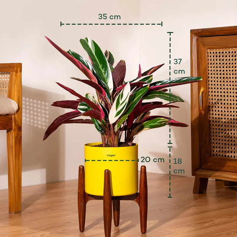 Kyari Calathea Plant With Metal Self Watering Pot (Yellow) - 2 Feet media 5