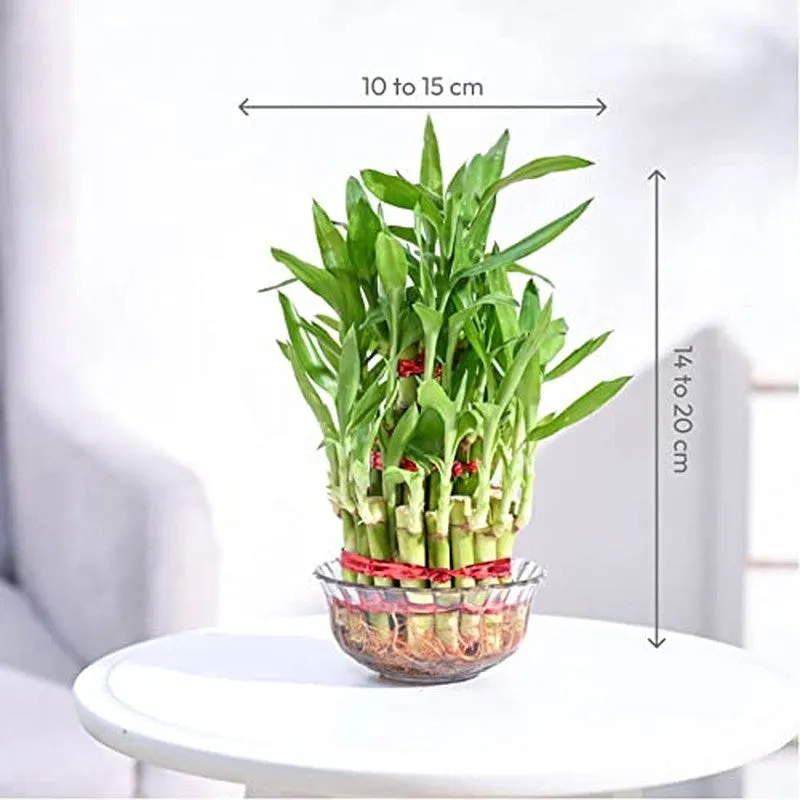 Ugaoo Lucky Bamboo Plant - 3 Layer media 8