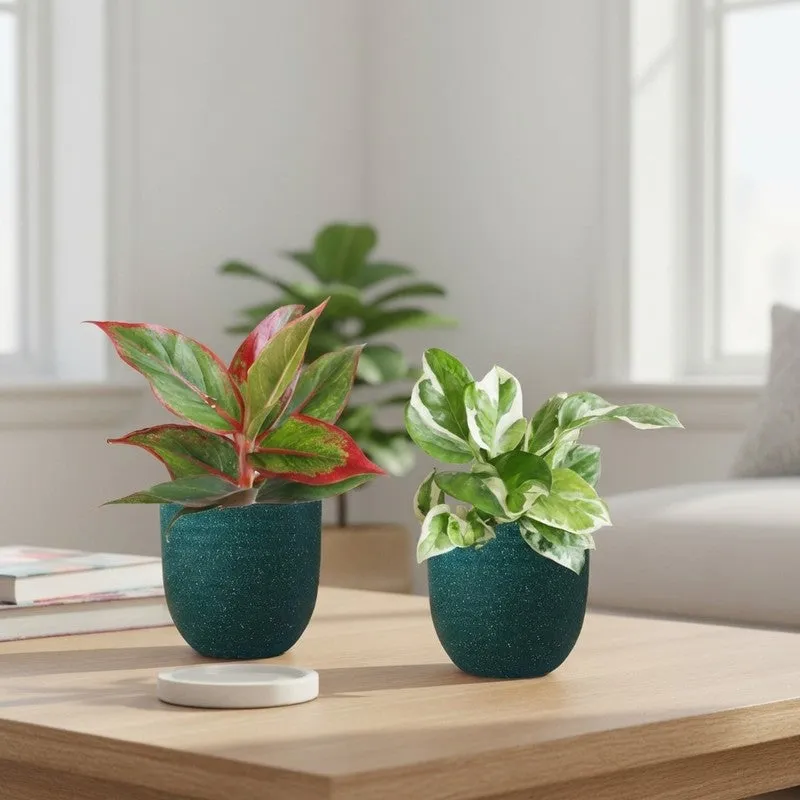 Greenkin Aglaonema Lipstick & Njoy Live Plants (Green) - Set Of Two media 1