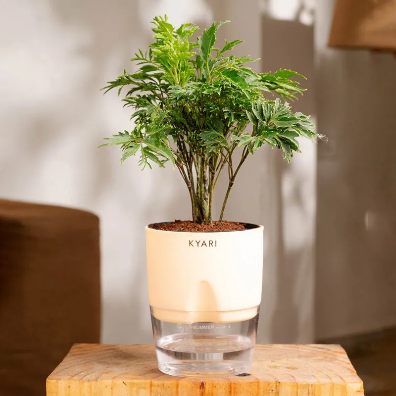 Kyari Aralia Green Plant With Self Watering Pot - Ivory media 1